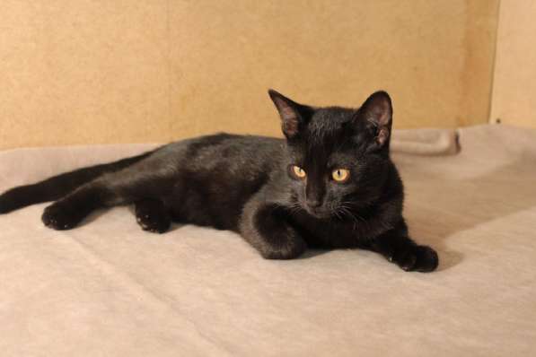Грациозные угольно-черные котята в Санкт-Петербурге фото 16