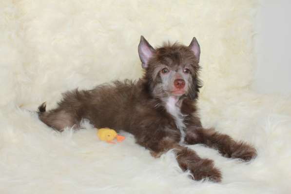 Мальчик кхс, пух в Москве фото 11