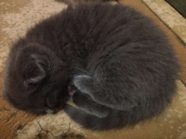 Котята в Туле фото 12