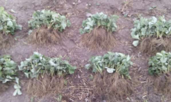 Продам саженцы клубники в фото 14