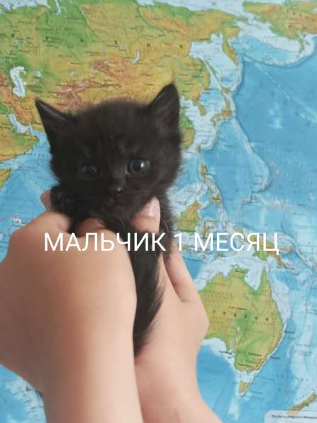 Котята шоколадные в Усть-Илимске фото 4