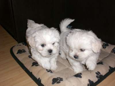 Щенки Мальтезе в Краснодаре фото 9