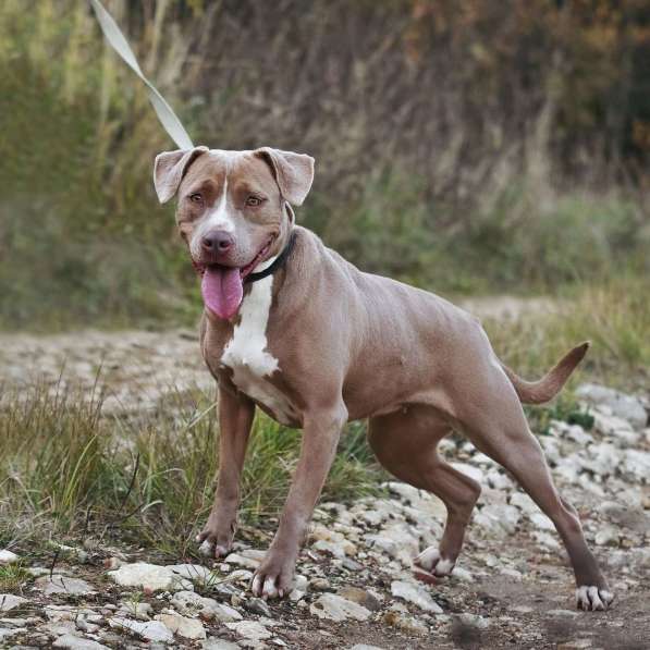 Молодая питбуль Бежа в дар в Москве фото 9