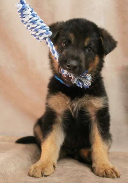 Малюсенькие красивые щеночки ищут дом в Санкт-Петербурге фото 6