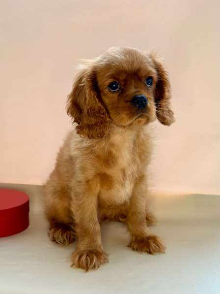 Кавалер Кинг Чарльз спаниель в Москве фото 4