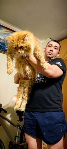 Котята мейн-кун