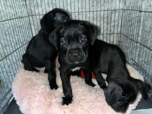 Кане Корсо щенки в Санкт-Петербурге