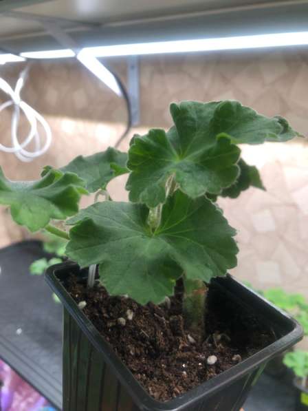 Сортовая пеларгония в Брянске фото 3