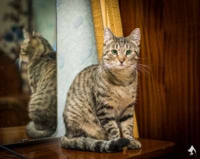 Отдам даром Ищем самого доброго хозяина Мурке в Санкт-Петербурге