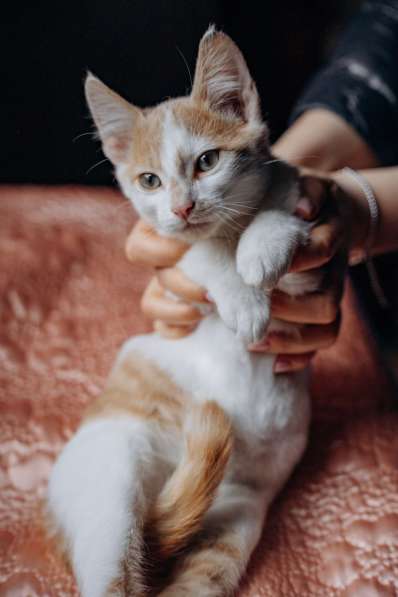 Котята Симба и Пуфик ищут дом! в Москве фото 4