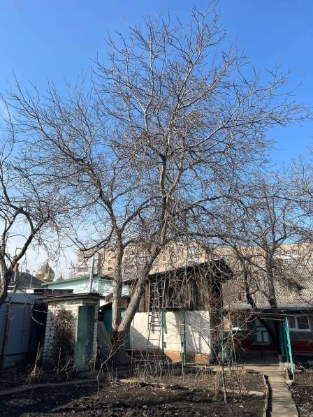 Профессиональное удаление и обрезка деревьев в ЛНР в фото 3