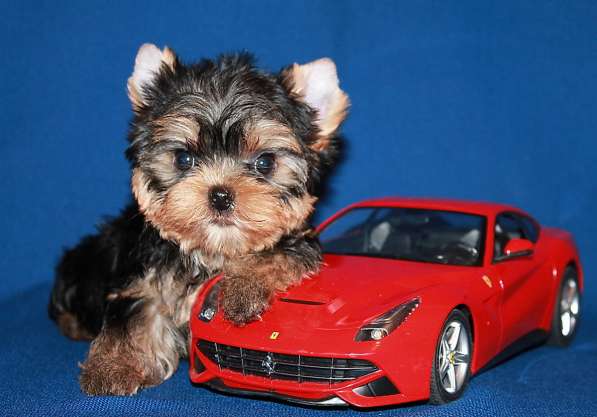 Щенок Йорк, мелкий стандарт в Москве