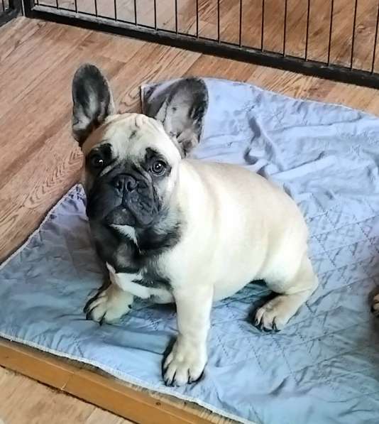 Щенки из питомника РКФ в Москве