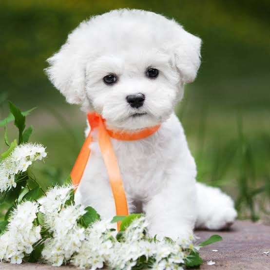 Выгул собак на каникула и выходных