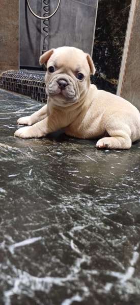 В продаже щенки французского бульдога