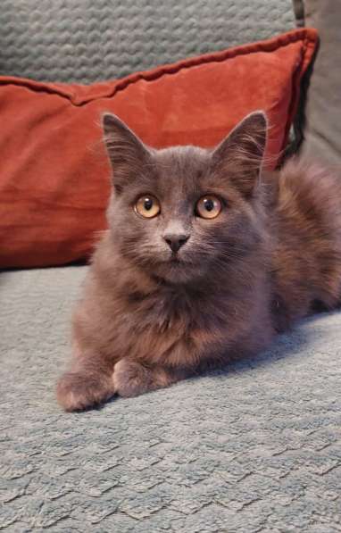 Красивая пушистая кошечка-подросток в Санкт-Петербурге