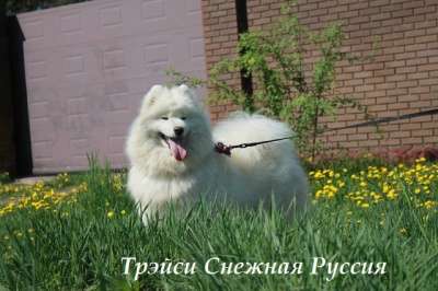 Самоед щенки в Ханты-Мансийске фото 4