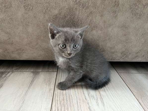 Котята в Красноярске фото 3