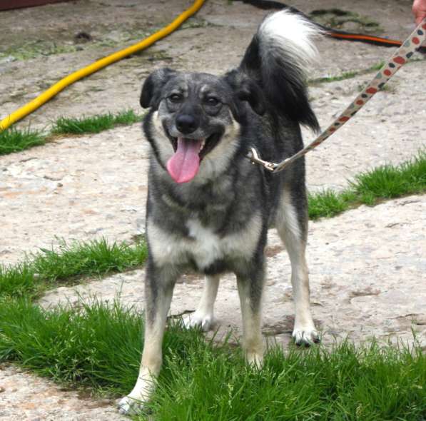 Ласковая, жизнерадостная позитивная Златочка ждет свою семью в Москве фото 7
