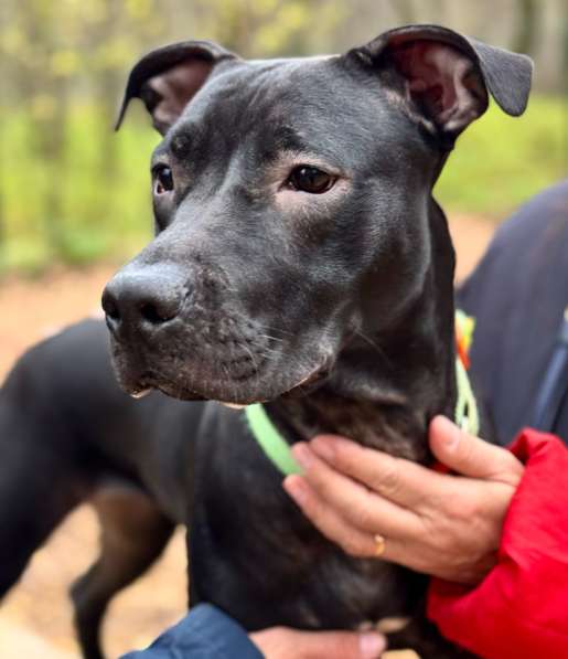 Питбуль Джуна 10 месяцев ищет дом в Москве фото 3