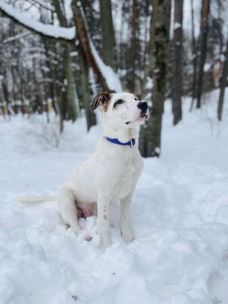 Белый щенок Серкан в добрые руки в Москве фото 15