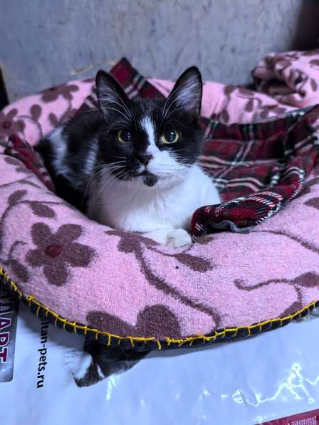 Мама-кошка с котенком-девочкой в добрые руки в Москве фото 4