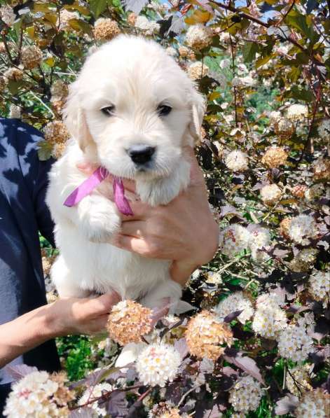 Щенки золотистого (голден)ретривера в Москве