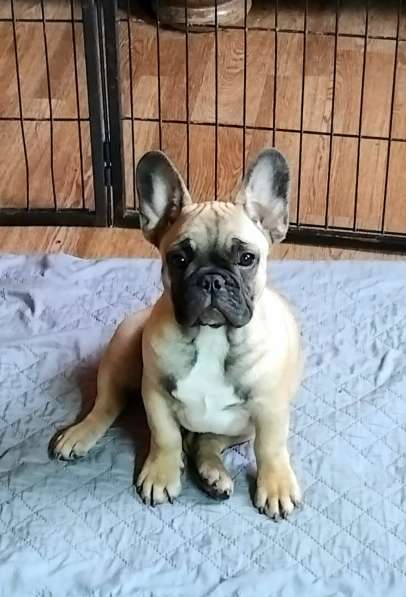 Щенки из питомника РКФ в Москве фото 7