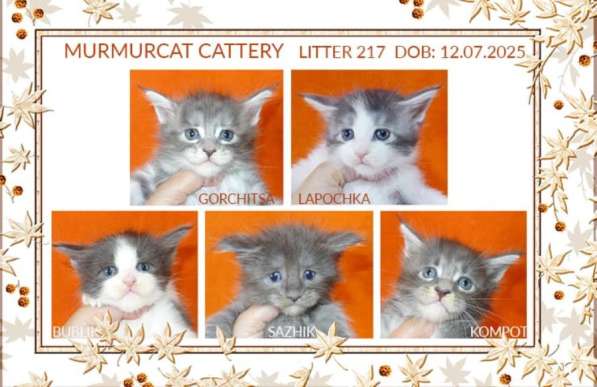 Мейн кун котята питомник Murmurcat Москва в Москве фото 4