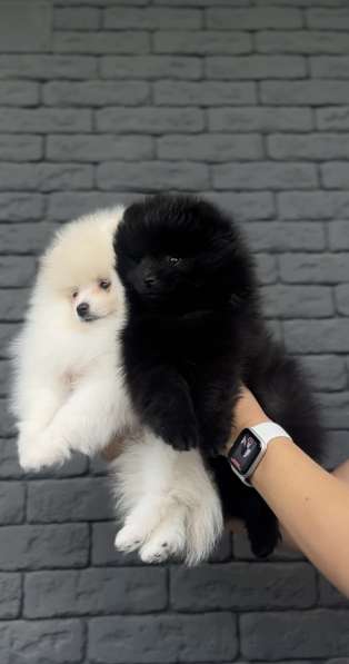 Шпиц в фото 3