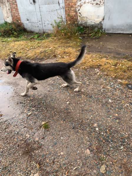 Отдам собаку в добрые руки