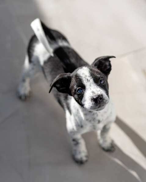 Пять маленьких сердец ищут дом