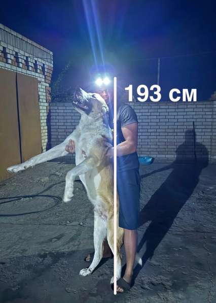 Кавказские волкодавы в Волгограде фото 5