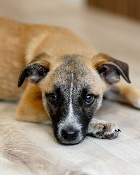 Комочек ласки и нежности Лизи ищет дом в Москве фото 9