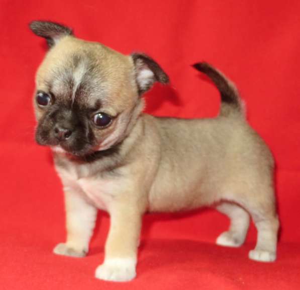 Чихуахуа супер шоу девочка в Санкт-Петербурге фото 4