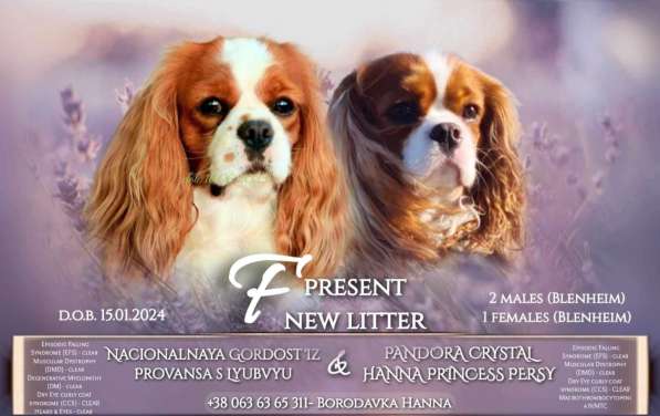 Cavalier king девочка и мальчики в 