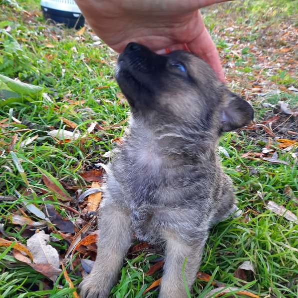 Отдам щенят в Иркутске фото 4