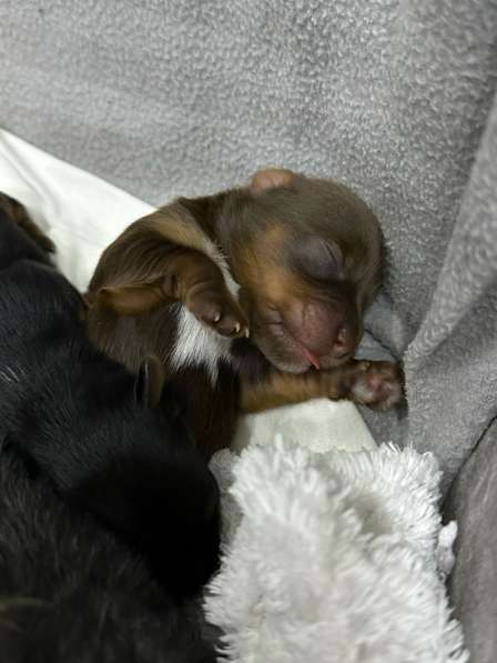 Йоркшерский терьер в Сарове фото 6