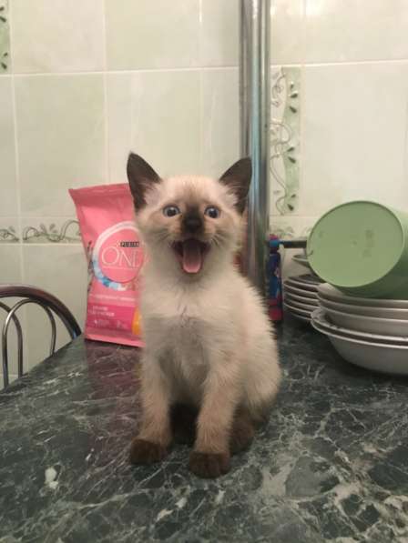Продаётся тайский котёнок