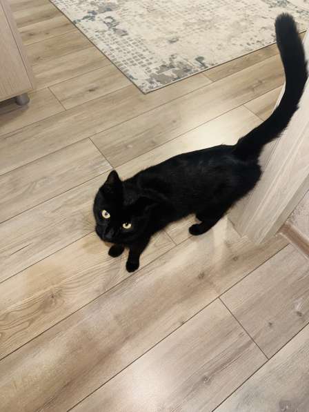 Красивая и спокойная кошка в Симферополе