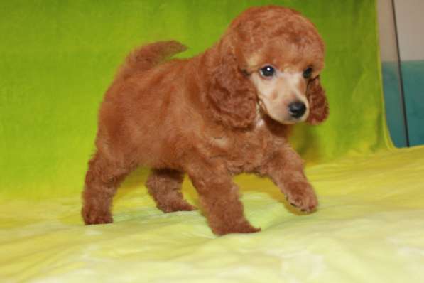 Щенок карликового пуделя