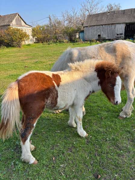 Пони кобылка в Абинске