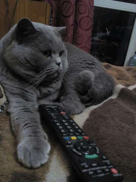 Британские котята в фото 5