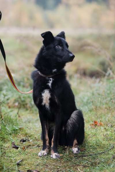 Черный изящный пёс-красавчик в Санкт-Петербурге фото 3