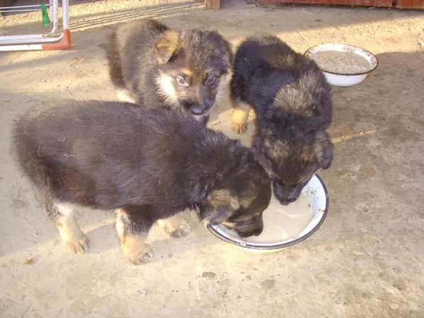 Продаю щенков немецкой овчарки в Адлере фото 15