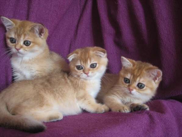 Золотые шотландские котята в Казани фото 7