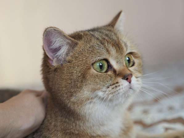 Британская кошка. Девочка в Москве фото 3