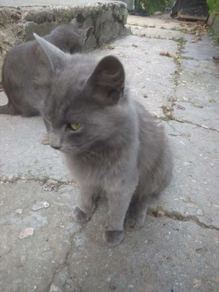 Красивые кошки в Бахчисарае фото 6