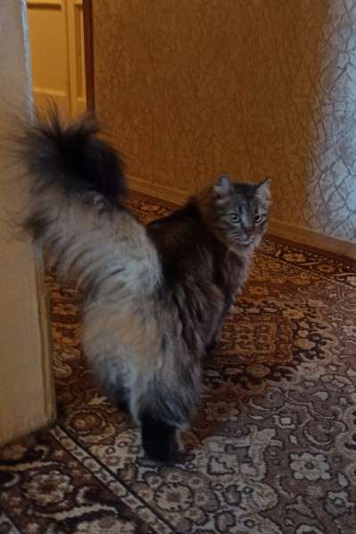 Роскошная сибирская кошка Василиса в дар в Москве фото 4
