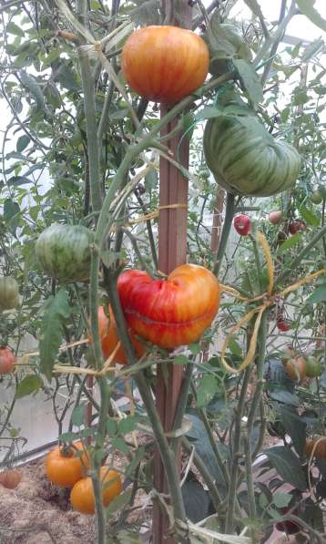 Редкие сорта томатов